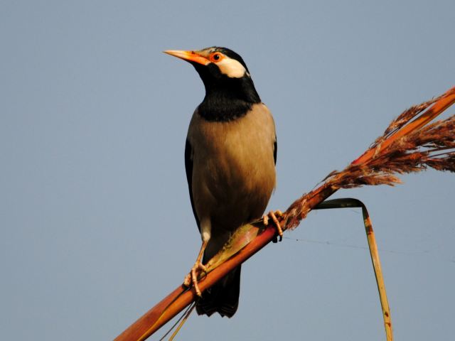 asian-pied-starling