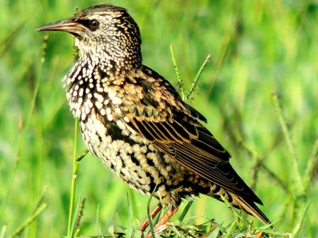 common-starling