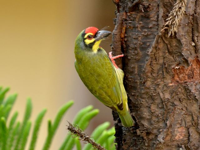 coppersmith-barbet