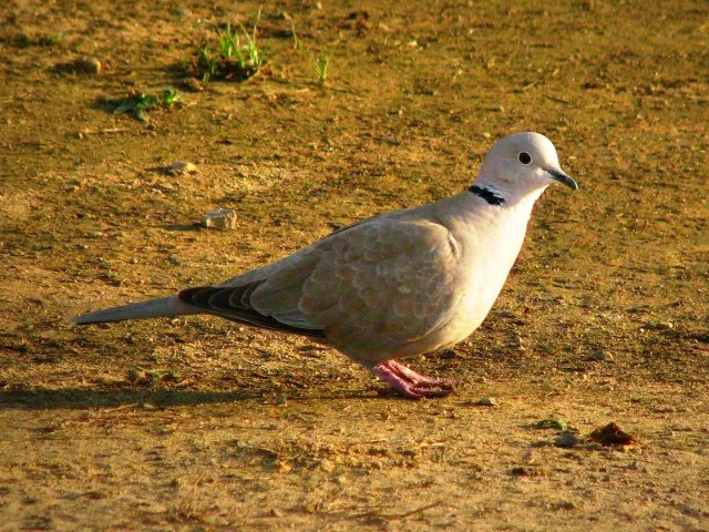 eurasian-collared-dove