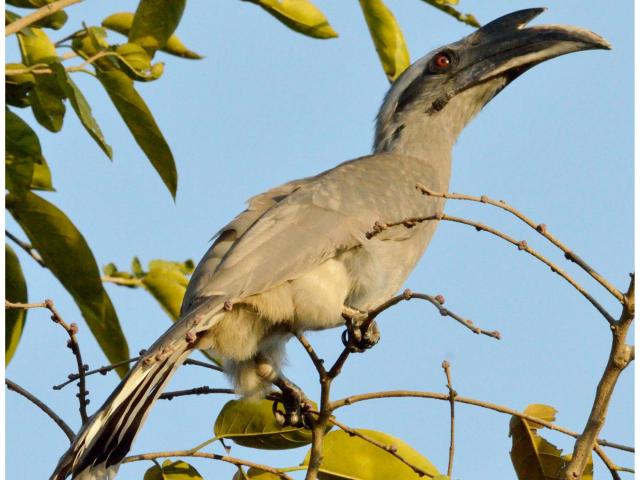 indian-grey-hornbill