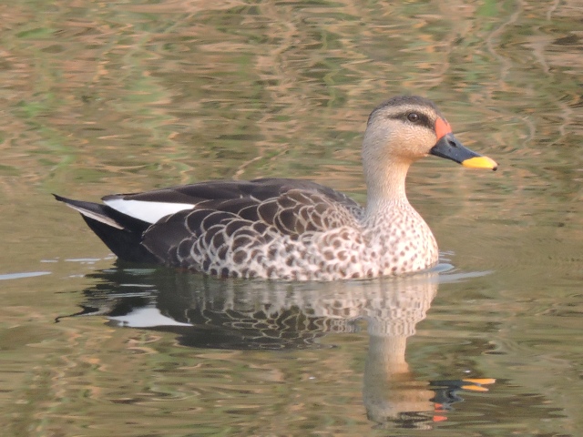 spot-billed-duck
