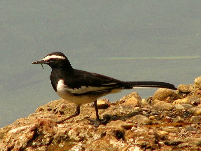 white-browed-wagtail