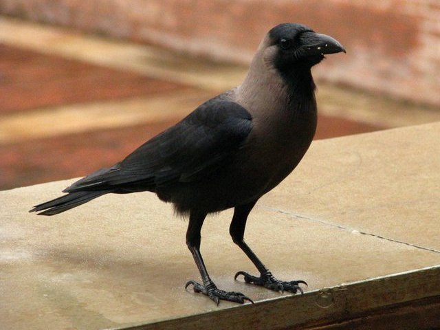 house-crow
