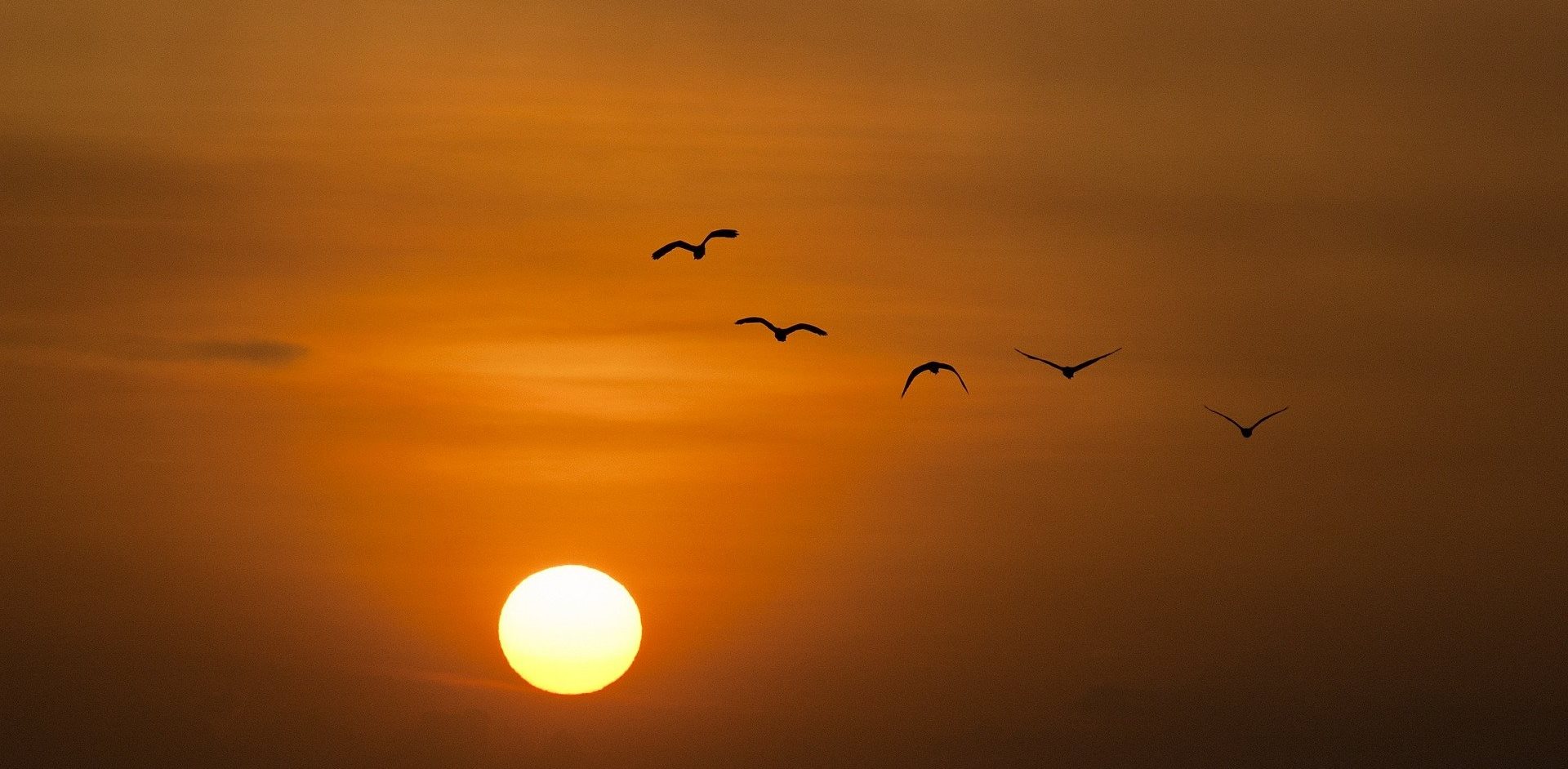 Delhi BIrds